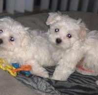 Healthy Maltese puppies with all papers image 2